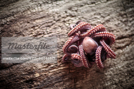 Octopus, close-up