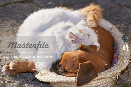 A small cat and a small dog sleeping together as good friends
