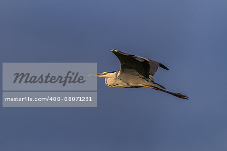 grey heron (ardea cinerea) in flight. Location: Danube Delta, Romania