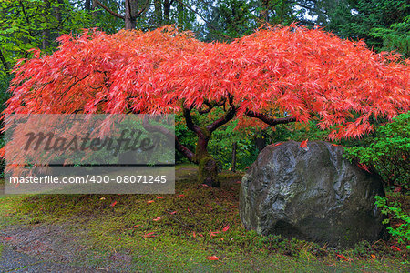 Japanese Red Lace Leaf Maple Tree by Rock in Autumn