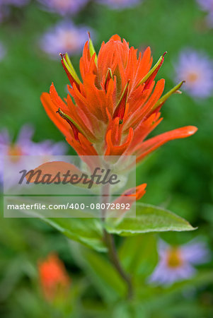 Macro image of a vibrant, orange Indian Paintbrush wildflower with a blurred natural background.