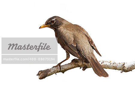 A robin hides its orange breast only revealing the soft brown backside feathers. Perched on a peeling white birch branch, the robin twists its head to display a piercing rust colored eye and glowing yellow beak. White background.