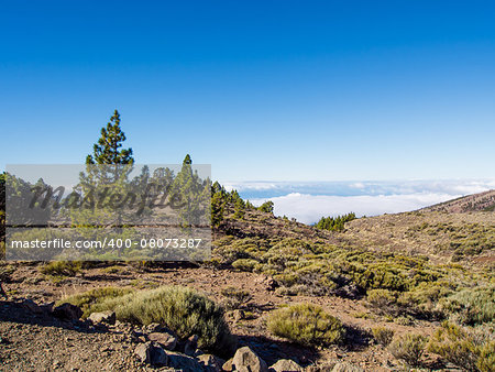 Beautiful landscape with trees and clouds. Teide National Park, Tenerife. Canary islands, Spain
