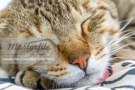 A closeup of a cat sleeping