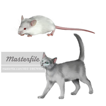 gray kitten walks against white background, British kitten