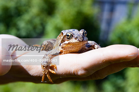 Brown frog on a man's palm. reptile