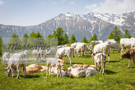 Summer season on Italian Alps. Free calf between adult cows.