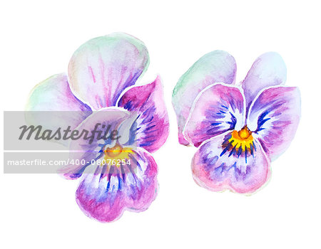 Tender pansies flowers isolated on white. Watercolor painting.