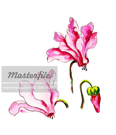 Cyclamens isolated on white Watercolor painting