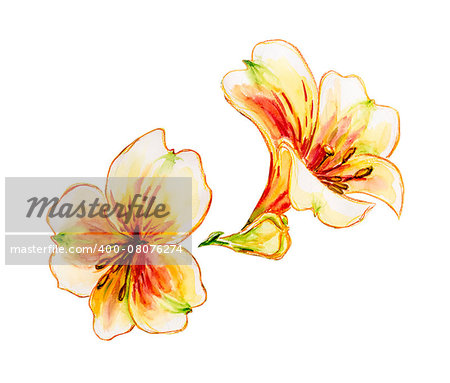 Spring flowers isolated on white Watercolor painting.