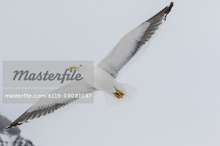 Adult kelp gull (Larus dominicanus) in flight at Brown Bluff, Antarctic Sound, Antarctica, Polar Regions