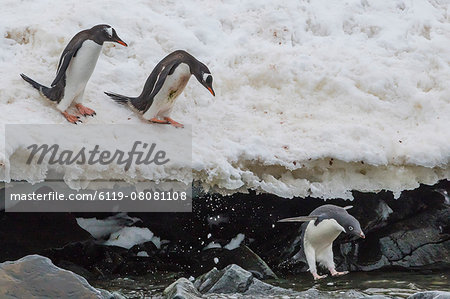 Gentoo penguins (Pygoscelis papua) leaping into the sea with Adelie penguin at Booth Island, Antarctica, Polar Regions