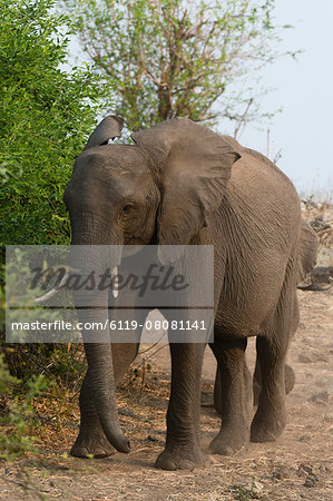 African elephant (Loxodonta africana), Chobe National Park, Botswana, Africa