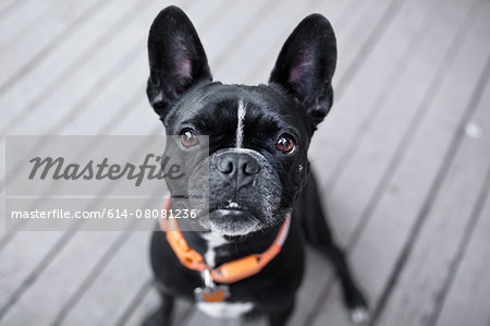 Portrait of cute dog looking up from patio