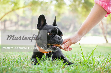 Hand of young woman giving bone to dog in park Hand of young woman giving bone to dog in park