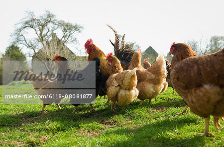A small flock of hens in a paddock.
