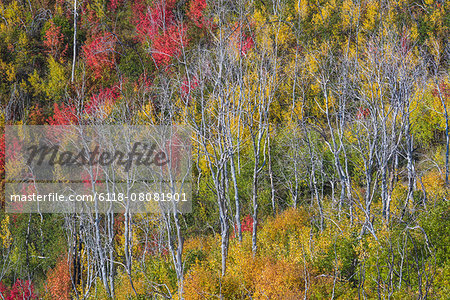 Vivid autumn foliage colour on maple and aspen tree leaves.