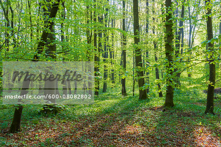 European Beech Forest (Fagus sylvatica) in Spring, Hesse, Germany
