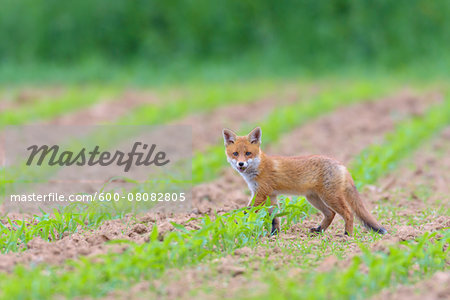 Young Red Fox (Vulpes vulpes) on Maize Field, Hesse, Germany