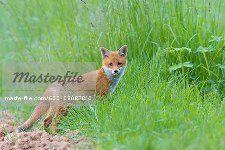 Young Red Fox (Vulpes vulpes), Hesse, Germany