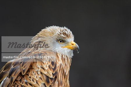 Portrait of Red Kite (Milvus milvus), Bavaria, Germany