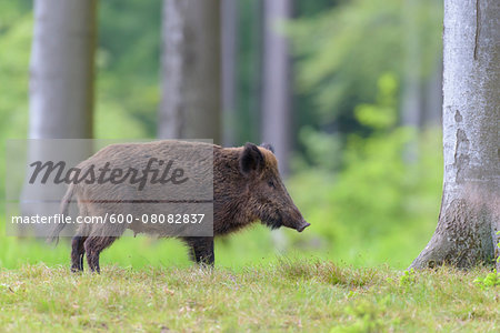 Female Wild Boar (Sus scrofa), Spessart, Bavaria, Germany