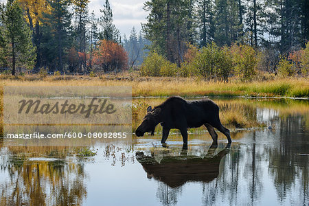 Backlit Moose (Alces alces) in Pond, Jackson Hole, Grand Teton National Park, Wyoming, USA
