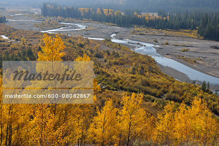 American Aspens (Populus tremuloides) in Autumn Foliage with Creek, Grand Teton National Park, Wyoming, USA