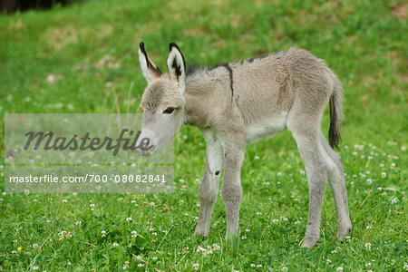 Portrait of 8 hour old Donkey (Equus africanus asinus) Foal on Meadow in Summer, Upper Palatinate, Bavaria, Germany