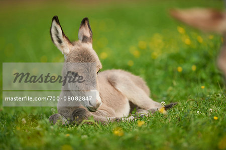 Portrait of 8 hour old Donkey (Equus africanus asinus) Foal on Meadow in Summer, Upper Palatinate, Bavaria, Germany