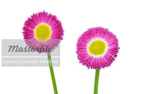 English Daisy (Bellis perennis) on White Background, Studio Shot