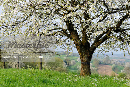 Cherry Tree Blossoming in Meadow in Spring, Baden Wurttemberg, Rhine Valley, Germany