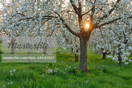 Sun through Cherry Trees Blossoming in Spring, Baden Wurttemberg, Black Forest (Schwarzwald), Germany