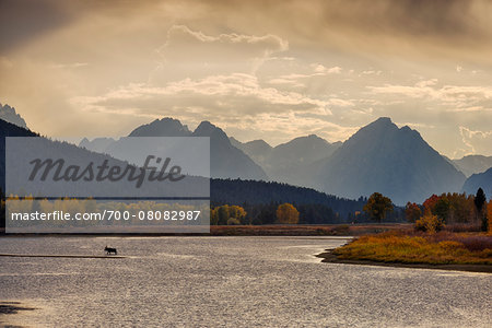 Moose in Oxbow Bend of Snake River with Mt Moran in Autumn, Jackson, Grand Teton National Park, Wyoming, USA