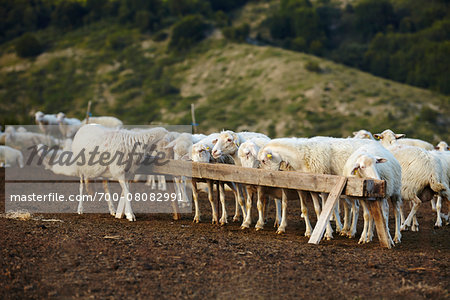 Sheep Eating at Trough, Campotosto, Gran Sasso e Monti della Laga National Park, L'Aquila, Abruzzo, Italy