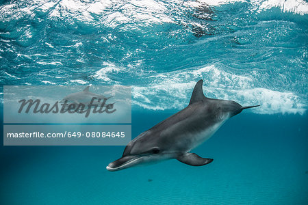 Three atlantic spotted dolphins (Stenella frontalis) swim and play around the sand banks in the Bahamas