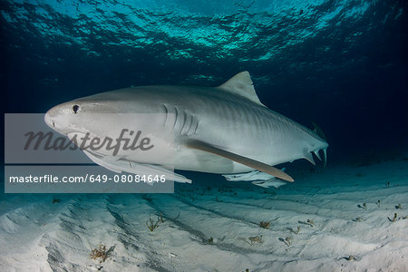 Tiger shark (Galeocerdo cuvier) swimming in the shallow sand banks, north of the Bahamas