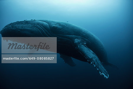 Humpback whale (Megaptera novaeangliae) resting in the deep, Roca  Partida, Revillagigedo, Mexico