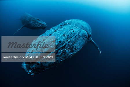 Female Humpback whale (Megaptera novaeangliae) and younger male escort swimming in the deep, Roca  Partida, Revillagigedo, Mexico