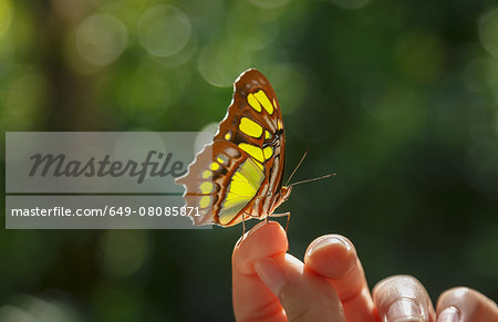 Butterfly on woman's finger