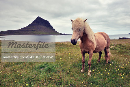 Icelandic horse, Snaefellsnes Peninsula, Iceland