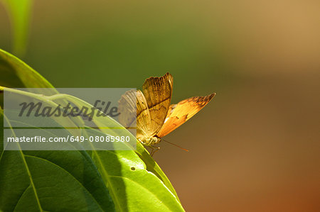 Tamil yeoman butterfly (Cirochroa thais), Kerala, India