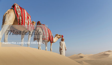 Bedouin leading two camels in desert, Dubai, United Arab Emirates