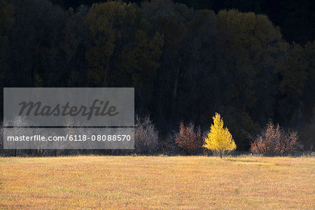 A single aspen tree in autumn leaf colours against a dark background.