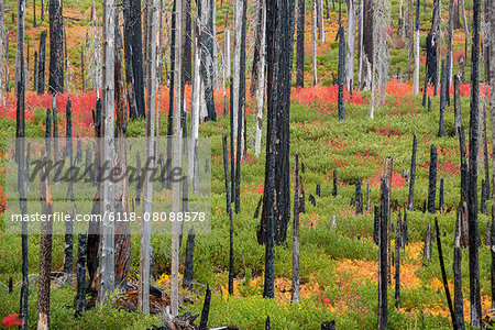 Charred tree stumps and vibrant new growth, red and green foliage and plants in the forest after a fire.