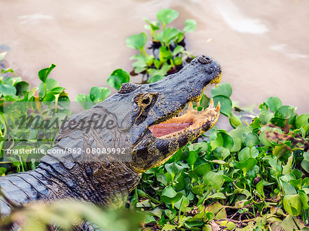 Brazil, Pantanal, Mato Grosso do Sul.  A Yacare Caiman basks on the banks of the Cuiaba River.