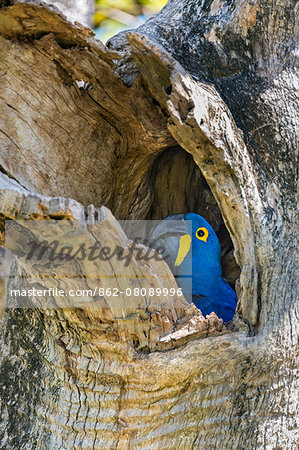 Brazil, Pantanal, Mato Grosso do Sul. A Hyacinth Macaw on its nest. These spectacular birds are the largest parrots in the world. They are categorised as vulnerable by IUCN even though they are frequently seen in the Pantanal.