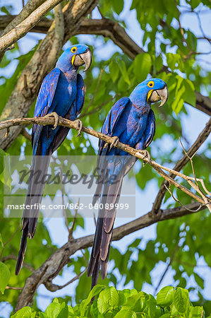 Brazil, Pantanal, Mato Grosso do Sul. A pair of Hyacinth Macaws. These spectacular birds are the largest parrots in the world. They are categorised as vulnerable by IUCN even though they are frequently seen in the Pantanal.