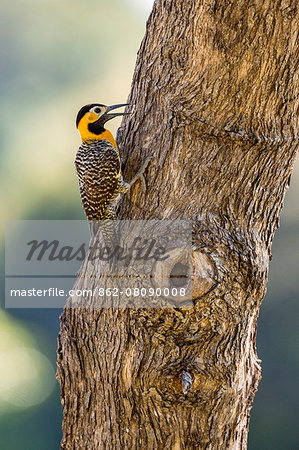 Brazil, Pantanal, Mato Grosso do Sul. A Campo Flicker.