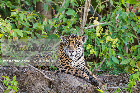 Brazil, Pantanal, Mato Grosso do Sul. A magnificent Jaguar resting in shade on the banks of the Cuiaba River.